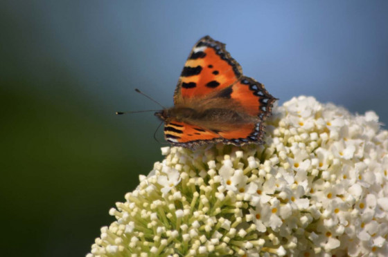 Dieren