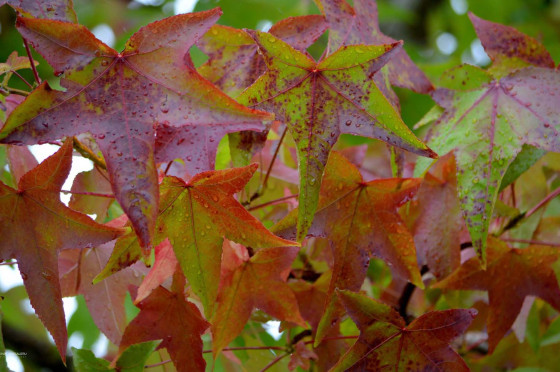 Herfst