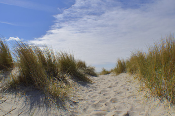 Kustgebied - Duinen