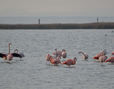 Flamingo's in de Grevelingen